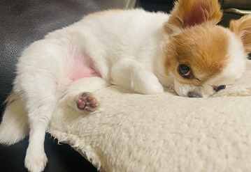 犬のお世話＆お散歩代行プランのエリアでペットシッターをご依頼いただいたお客様の口コミ