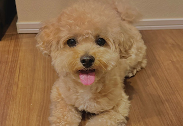 犬のお世話＆お散歩代行プランのエリアでペットシッターをご依頼いただいたお客様の口コミ